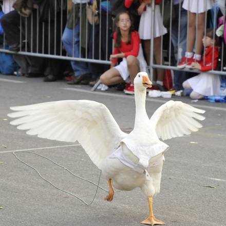Autunno Ciarlasco – Palio dell’Oca